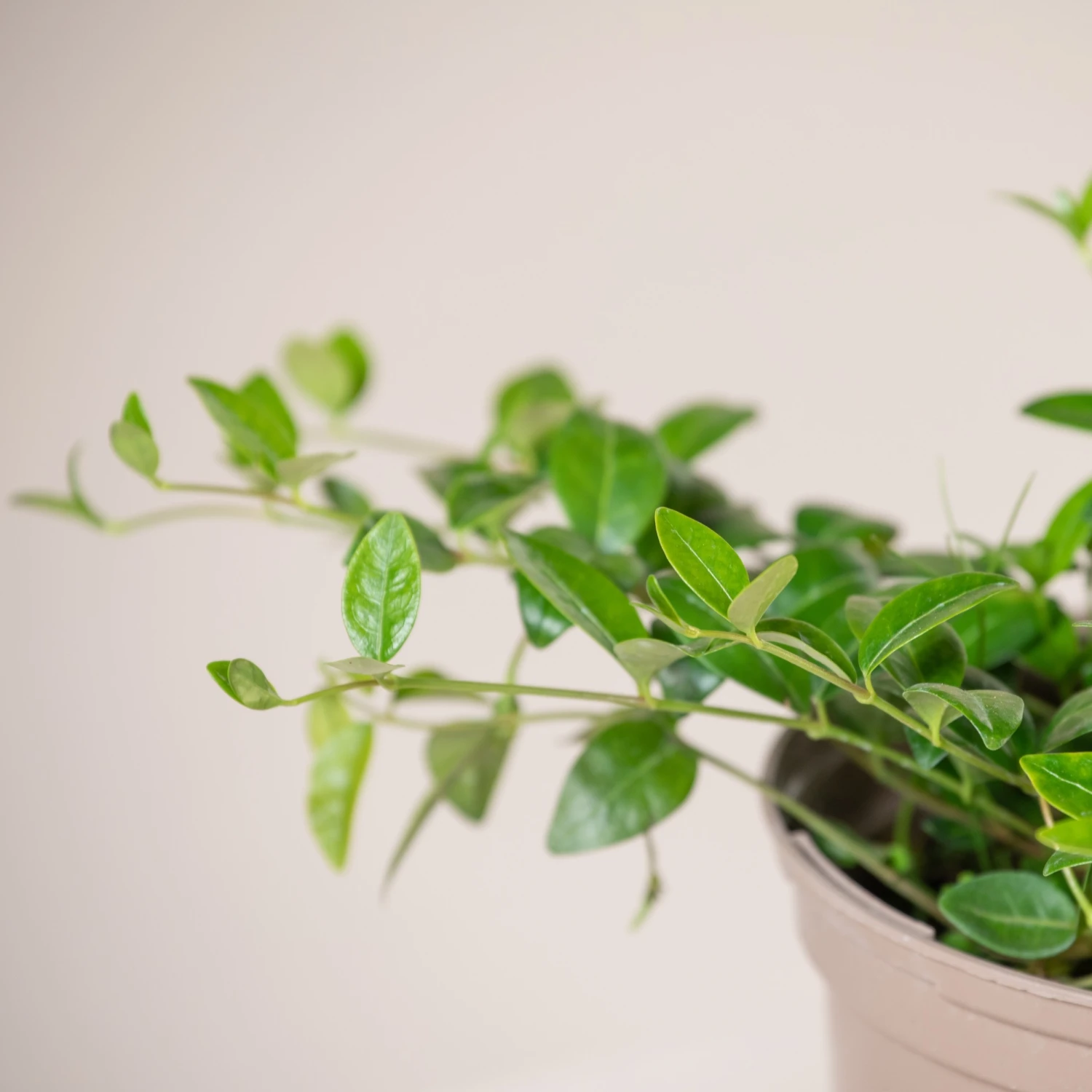 Vinca Minor 2 Vinca Minor - Image 2