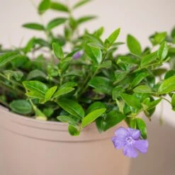 Vinca Minor 7 Vinca Minor -Plant Discount Store VMI 60a94f5df7d8f
