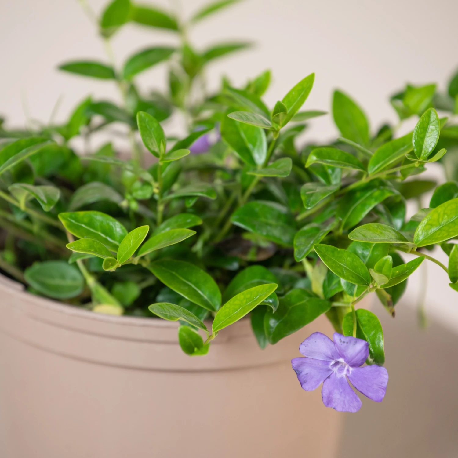 Vinca Minor 3 Vinca Minor - Image 3