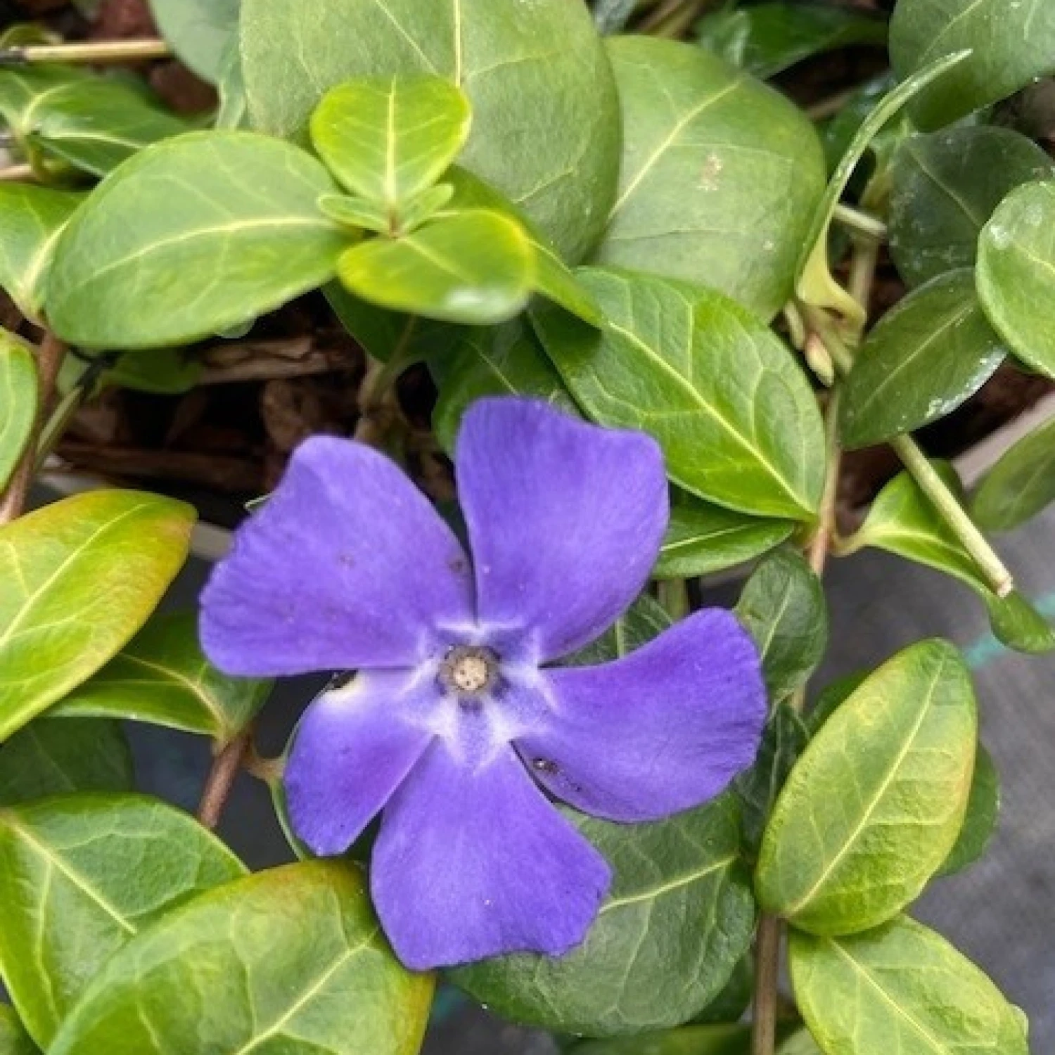 Vinca Minor 4 Vinca Minor - Image 4