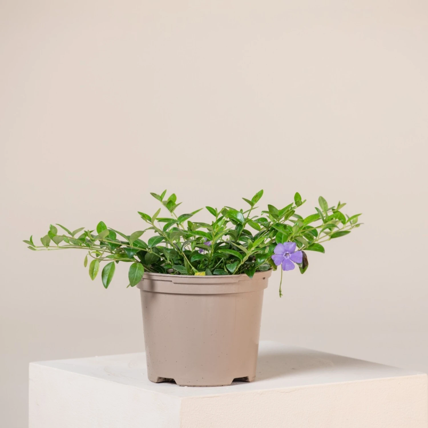 Vinca Minor 1 Vinca Minor