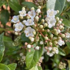 Viburnum Tinus ‘Eve Price’ 19 Viburnum Tinus ‘Eve Price’ -Plant Discount Store VTE 60a94aff1bffc