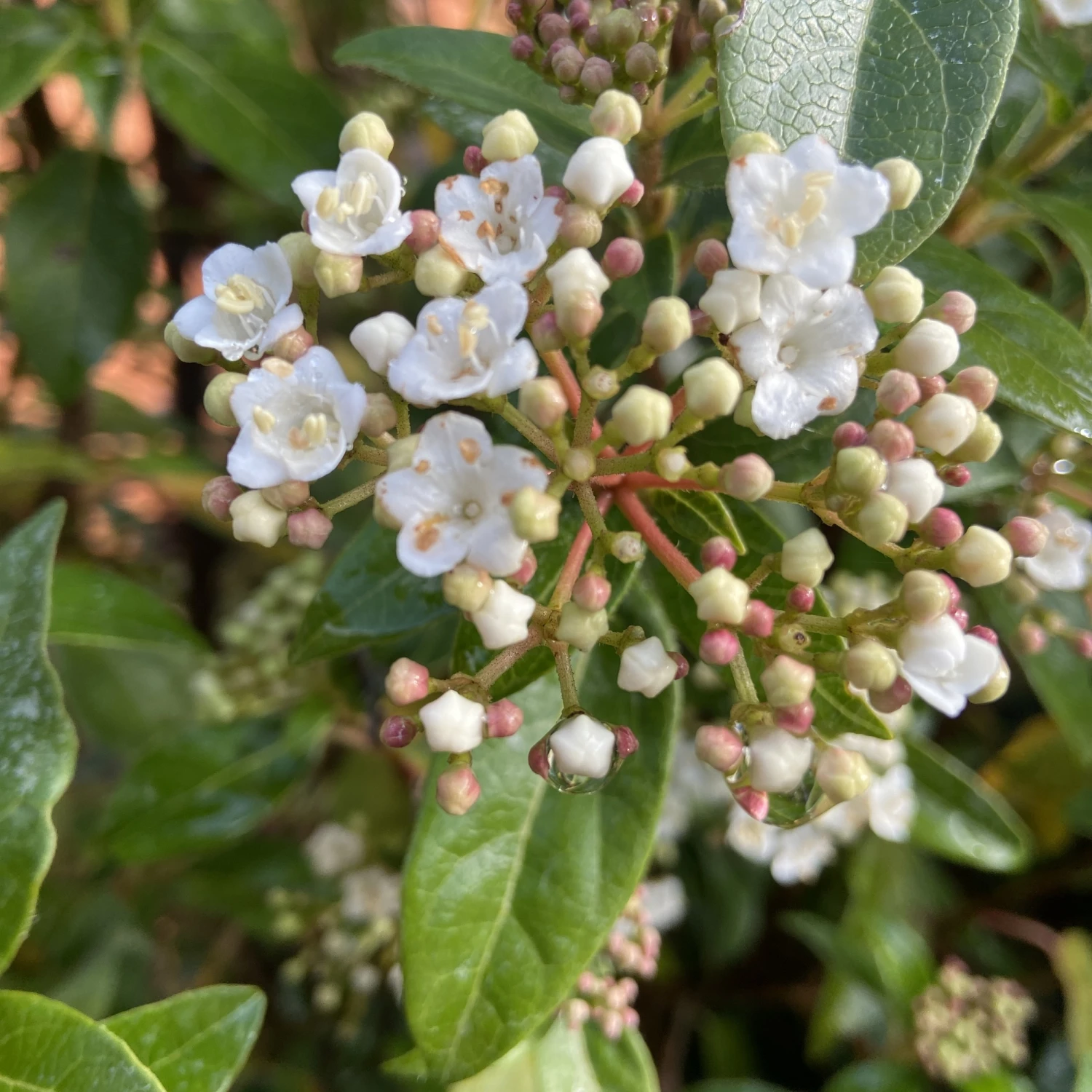 Viburnum Tinus ‘Eve Price’ 7 Viburnum Tinus ‘Eve Price’ - Image 7