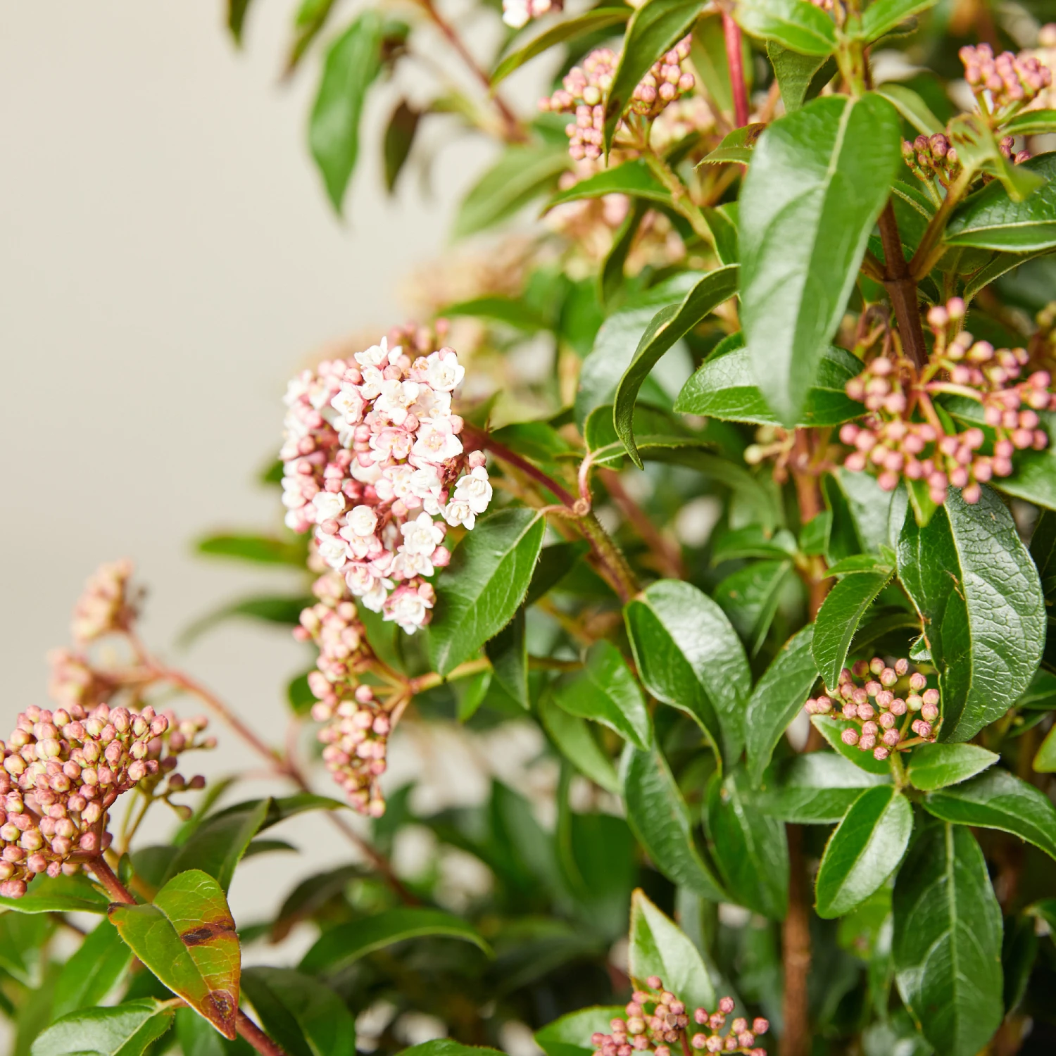 Viburnum Tinus ‘Eve Price’ 9 Viburnum Tinus ‘Eve Price’ - Image 9