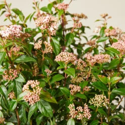 Viburnum Tinus ‘Eve Price’ 23 Viburnum Tinus ‘Eve Price’ -Plant Discount Store VTE 61388c8284056