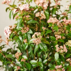 Viburnum Tinus ‘Eve Price’ 24 Viburnum Tinus ‘Eve Price’ -Plant Discount Store VTE 61388c855739f