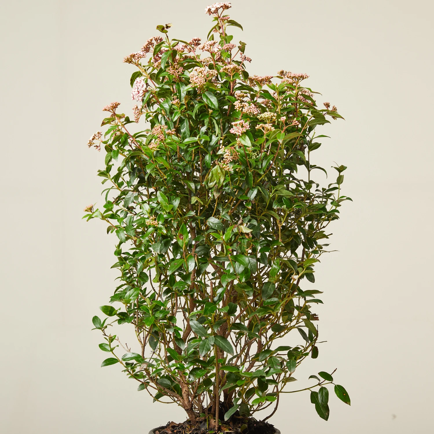 Viburnum Tinus ‘Eve Price’ 13 Viburnum Tinus ‘Eve Price’ - Image 13