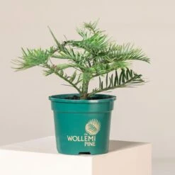 Wollemia Nobilis 9 Wollemia Nobilis -Plant Discount Store WNO 1 2 scaled 1