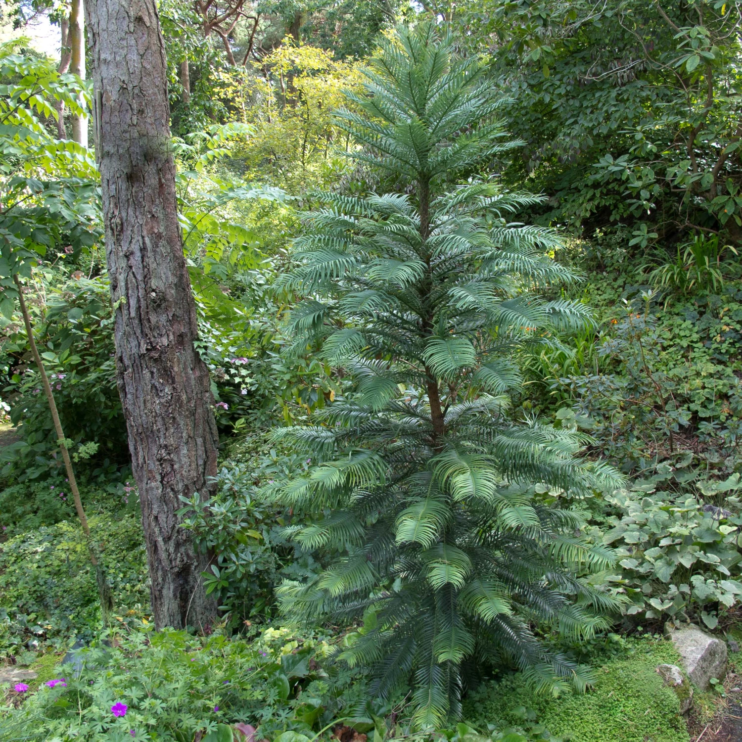 Wollemia Nobilis 4 Wollemia Nobilis - Image 4