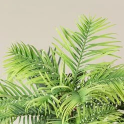 Wollemia Nobilis 7 Wollemia Nobilis -Plant Discount Store WNO 3 1 scaled 1