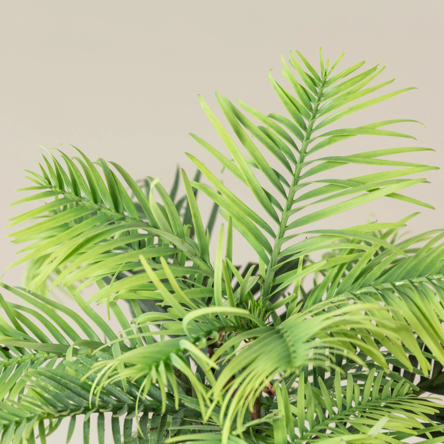 Wollemia Nobilis 3 Wollemia Nobilis - Image 3