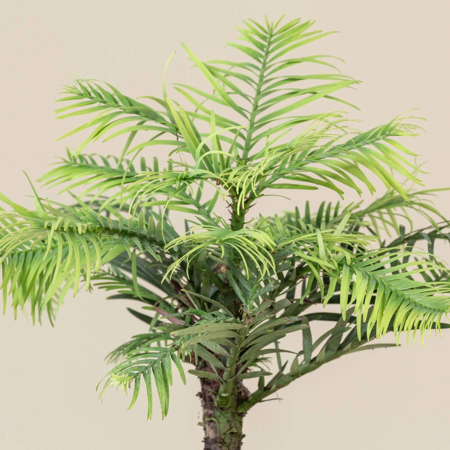 Wollemia Nobilis 2 Wollemia Nobilis - Image 2