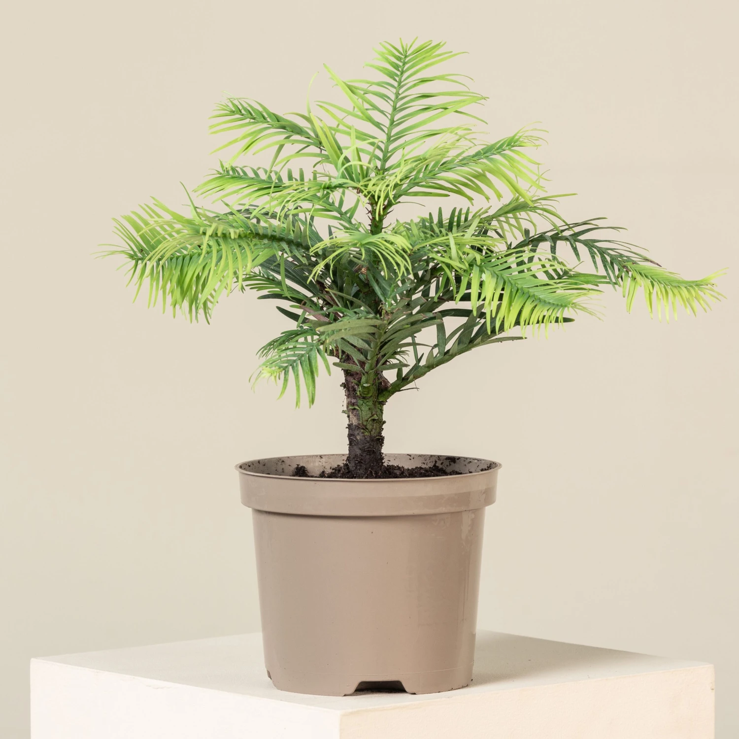 Wollemia Nobilis 1 Wollemia Nobilis