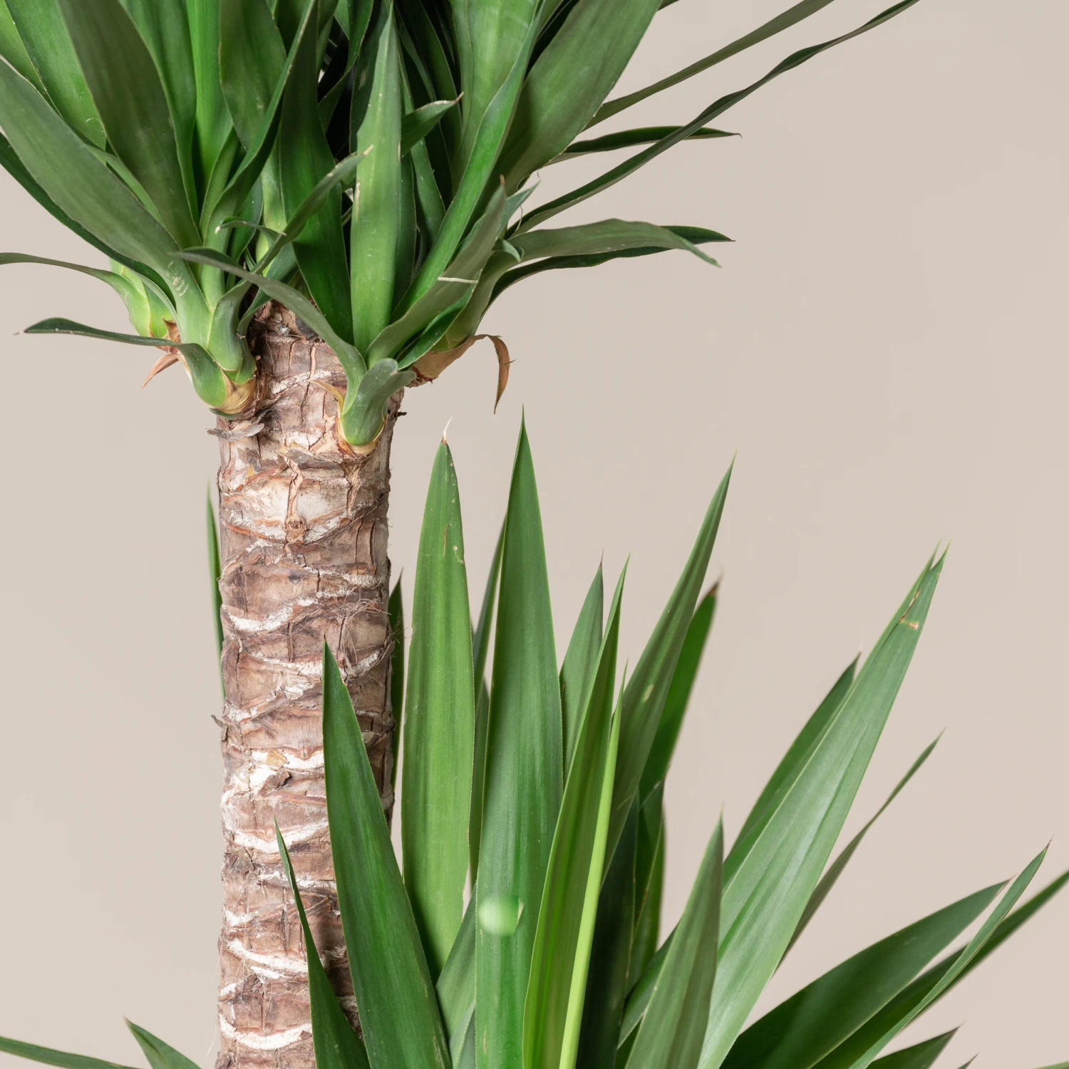 Yucca Elephantipes 2 Yucca Elephantipes - Image 2