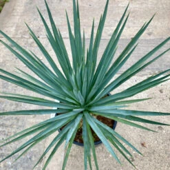 Yucca Gloriosa Hybrid 5 Yucca Gloriosa Hybrid -Plant Discount Store YGH 626f2ab871c7a