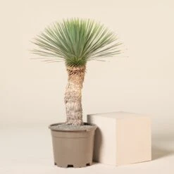 Yucca Rostrata -Plant Discount Store YRO 12 6 scaled 1