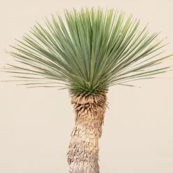 Yucca Rostrata -Plant Discount Store YRO 2 3 scaled 1