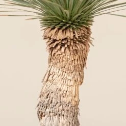 Yucca Rostrata -Plant Discount Store YRO 3 2 scaled 1