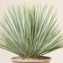 Yucca Rostrata -Plant Discount Store YRO 5 scaled 1