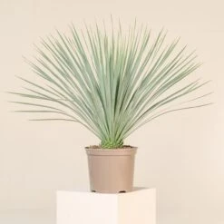 Yucca Rostrata -Plant Discount Store YRO 9 1 scaled 1