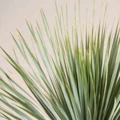 Yucca Rostrata -Plant Discount Store YRO scaled 1