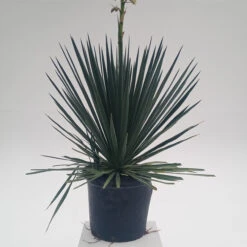 Yucca Filamentosa