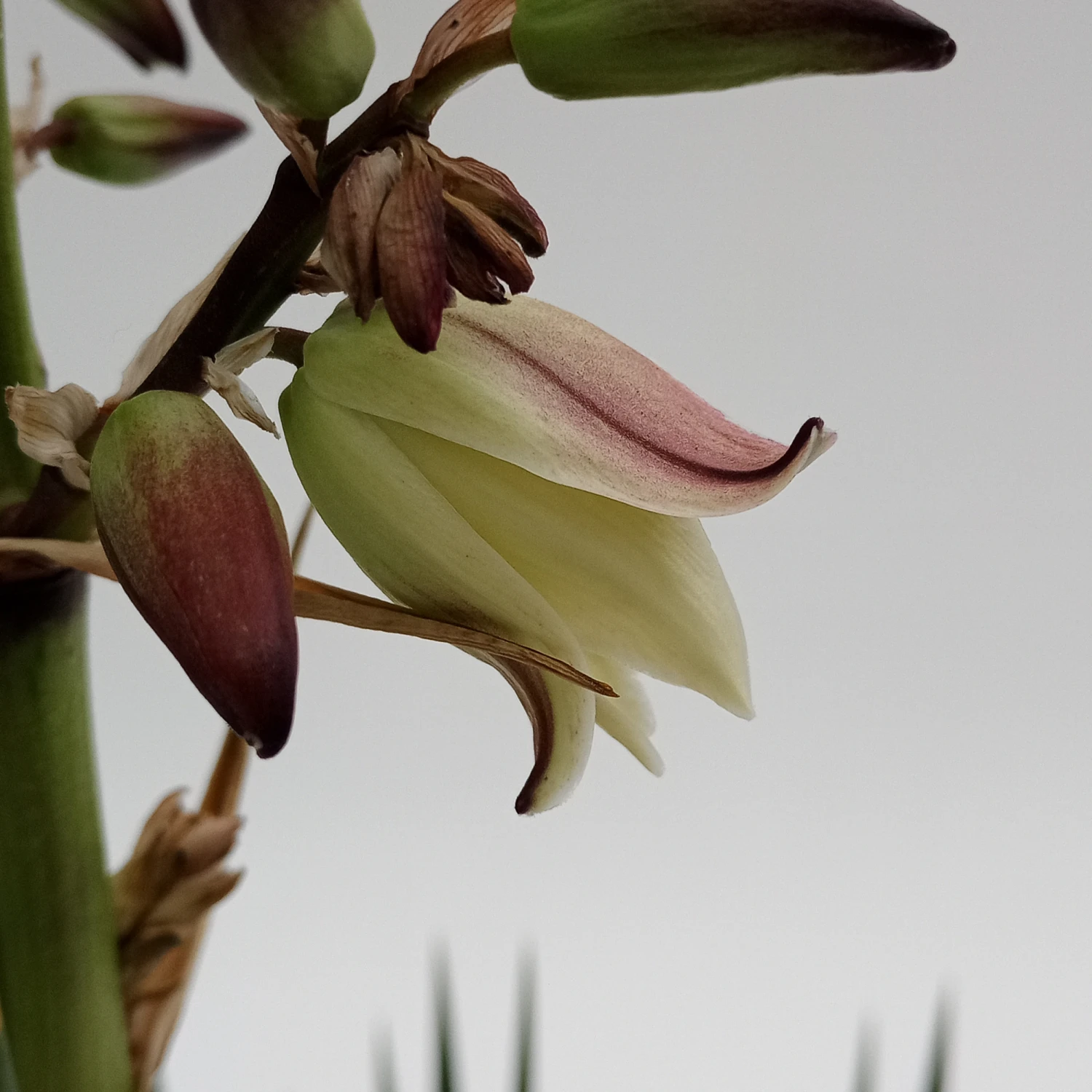 Yucca Filamentosa 2 Yucca Filamentosa - Image 2