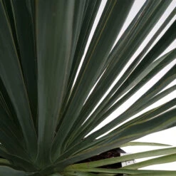 Yucca Filamentosa 6 Yucca Filamentosa -Plant Discount Store YUF 6259cac3ba592