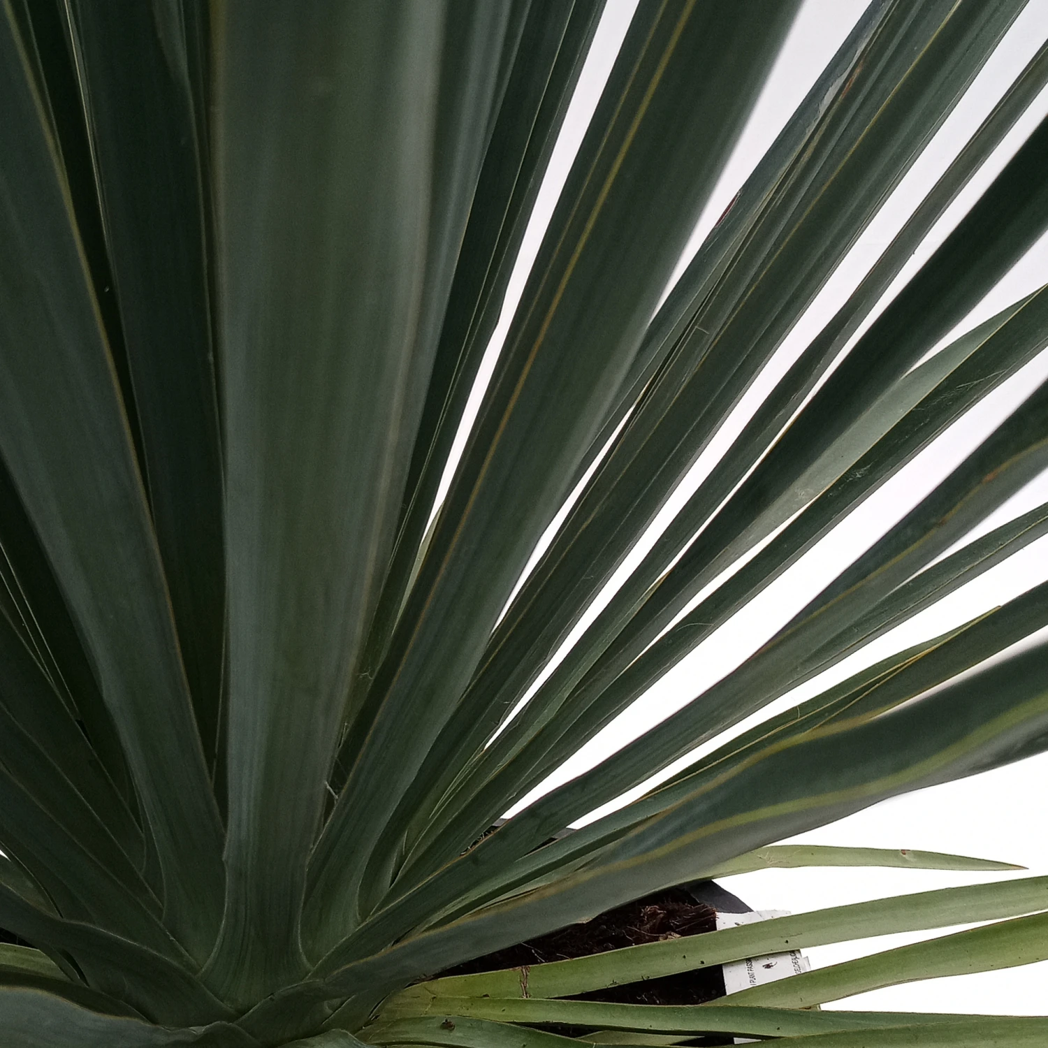 Yucca Filamentosa 3 Yucca Filamentosa - Image 3
