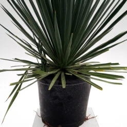 Yucca Filamentosa 7 Yucca Filamentosa -Plant Discount Store YUF 6259cac5f78bc