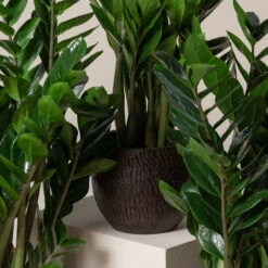 Zamioculcas Zamiifolia -Plant Discount Store ZAM