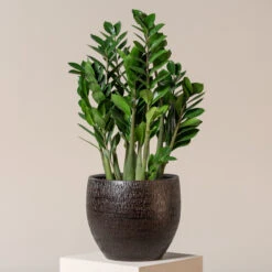 Zamioculcas Zamiifolia -Plant Discount Store ZAM 9